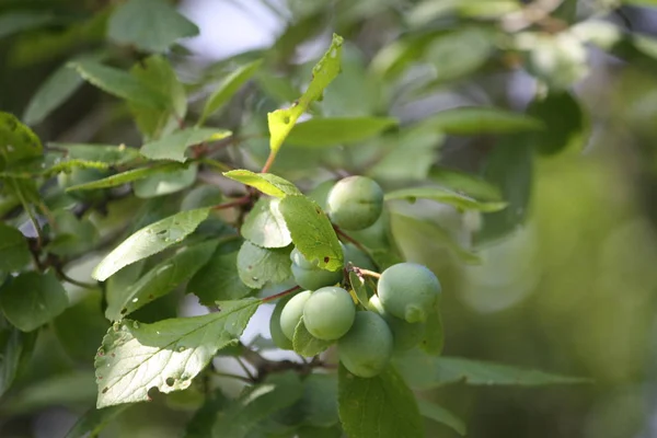 Zielone Śliwki Drzewie — Zdjęcie stockowe