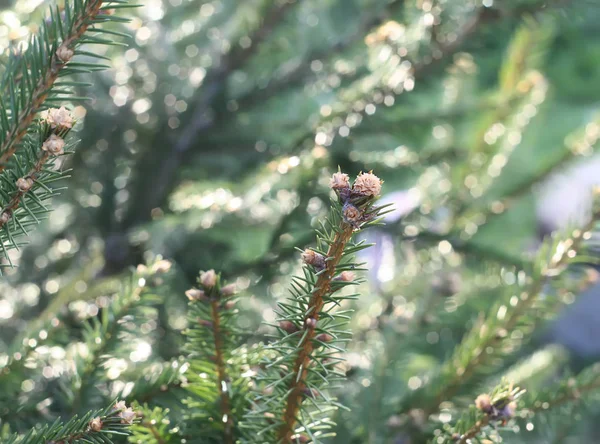 Bir ağacın dalında yeşil kozalaklar.
