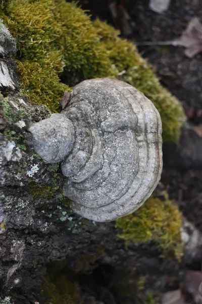 Büyük mantarlı beyaz bir taşın yakın çekimi.
