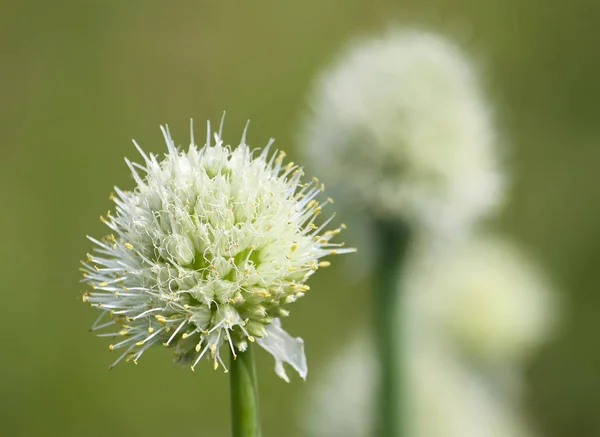 Ajo Plantas Jóvenes Jardín Primavera — Foto de Stock