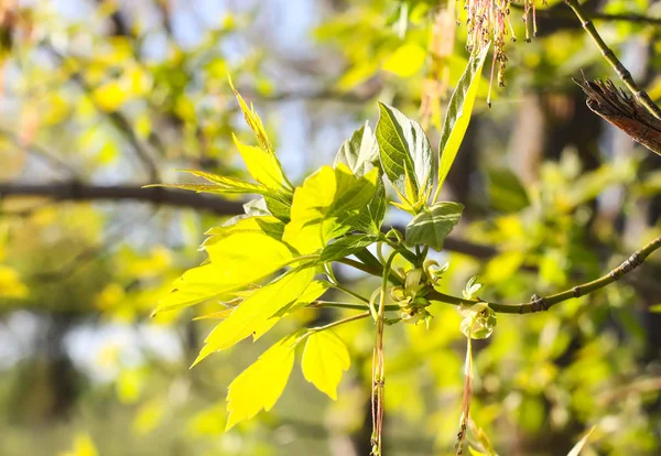 Zelené větve jarního stromu na pozadí modré oblohy. Acer negundo plant. — Stock fotografie