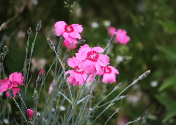 Garofani fiori al sole . — Foto Stock