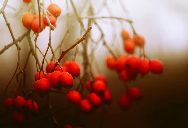 Bacche rosse di Howthorn — Foto Stock