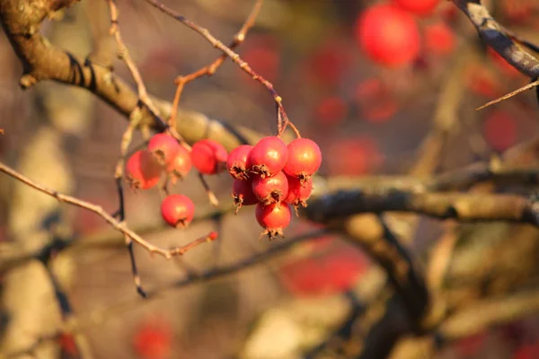 Bacche rosse di Howthorn — Foto Stock