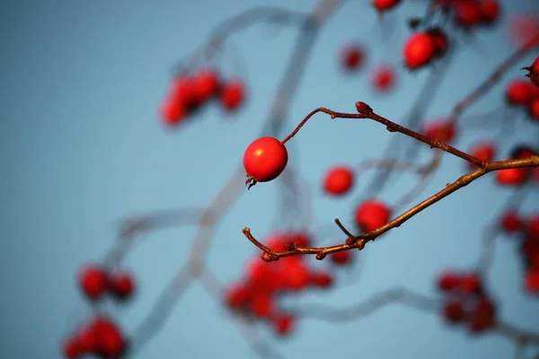 Bacche rosse di Howthorn — Foto Stock