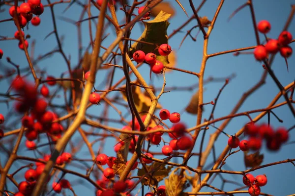 Heuldorn rote Beeren — Stockfoto