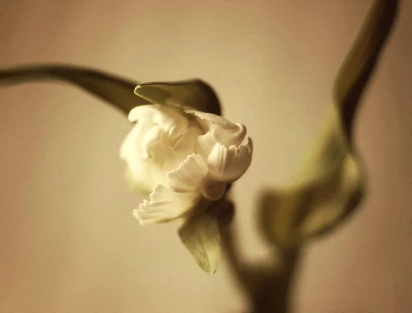 Hyacinth vintage flower. — 스톡 사진