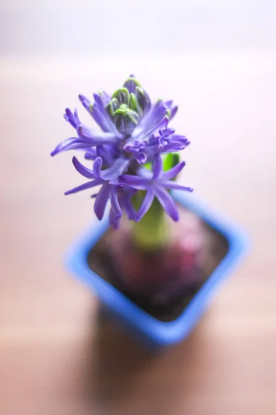 Flor hermosa flor de jacinto . —  Fotos de Stock