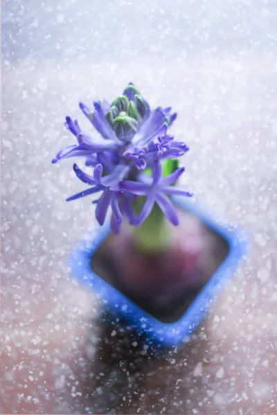 Blooming beautiful hyacinth flower. — ストック写真
