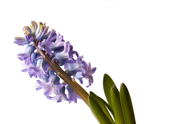 Violet hyacinth blooming flowers in pot — Stock Photo, Image