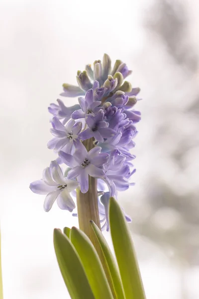 Violet hyacinth blooming flowers in pot — Stock Photo, Image