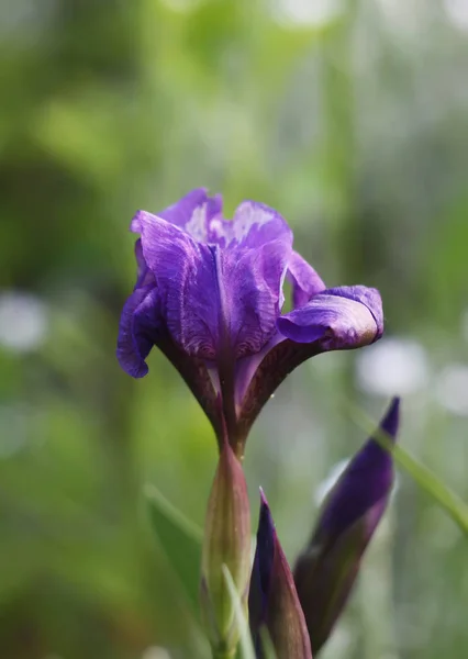 Beautiful purple iris flowers in the garden — Stock Photo, Image