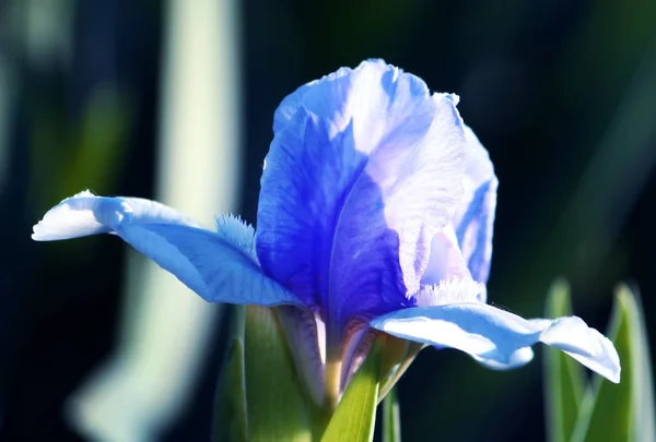 Bright irises in the park — ストック写真