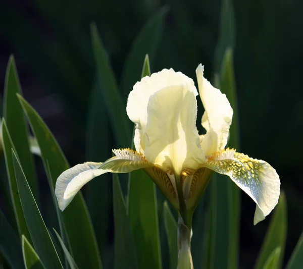 Bright irises in the park — ストック写真