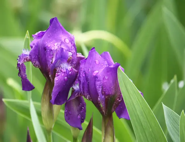 Bright irises in the park — ストック写真