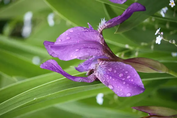 庭の美しい紫色の虹彩の花 — ストック写真