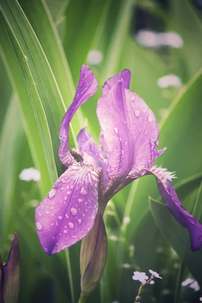 Bright irises in the park — ストック写真