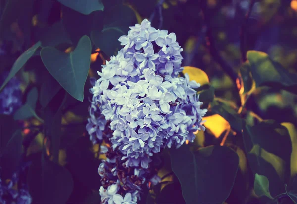 Flores lilás roxas ao ar livre — Fotografia de Stock