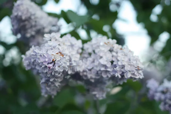 Na zewnątrz purpurowe kwiaty bzu — Zdjęcie stockowe