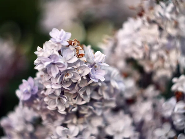 Na zewnątrz purpurowe kwiaty bzu — Zdjęcie stockowe