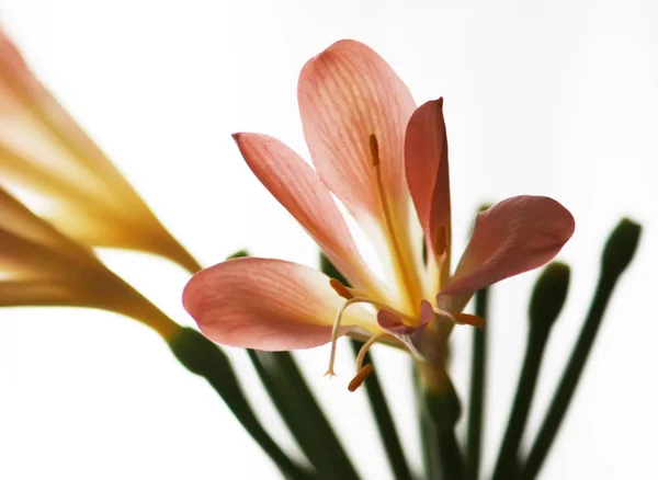 Orange lily flowers — Stock Photo, Image