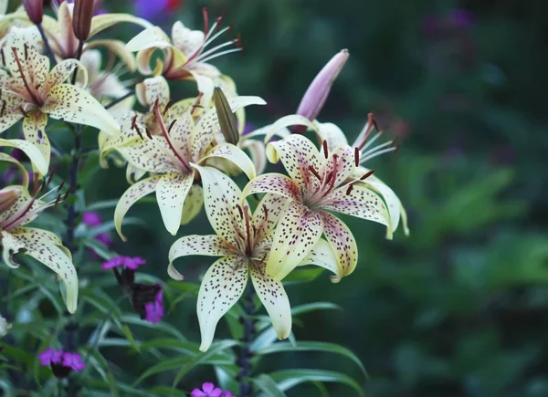 Orange lily flowers — Stock Photo, Image