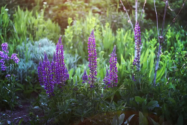 Lupin bleu sauvage — Photo