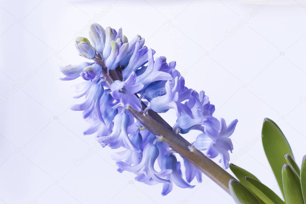 Violet hyacinth blooming flowers in pot