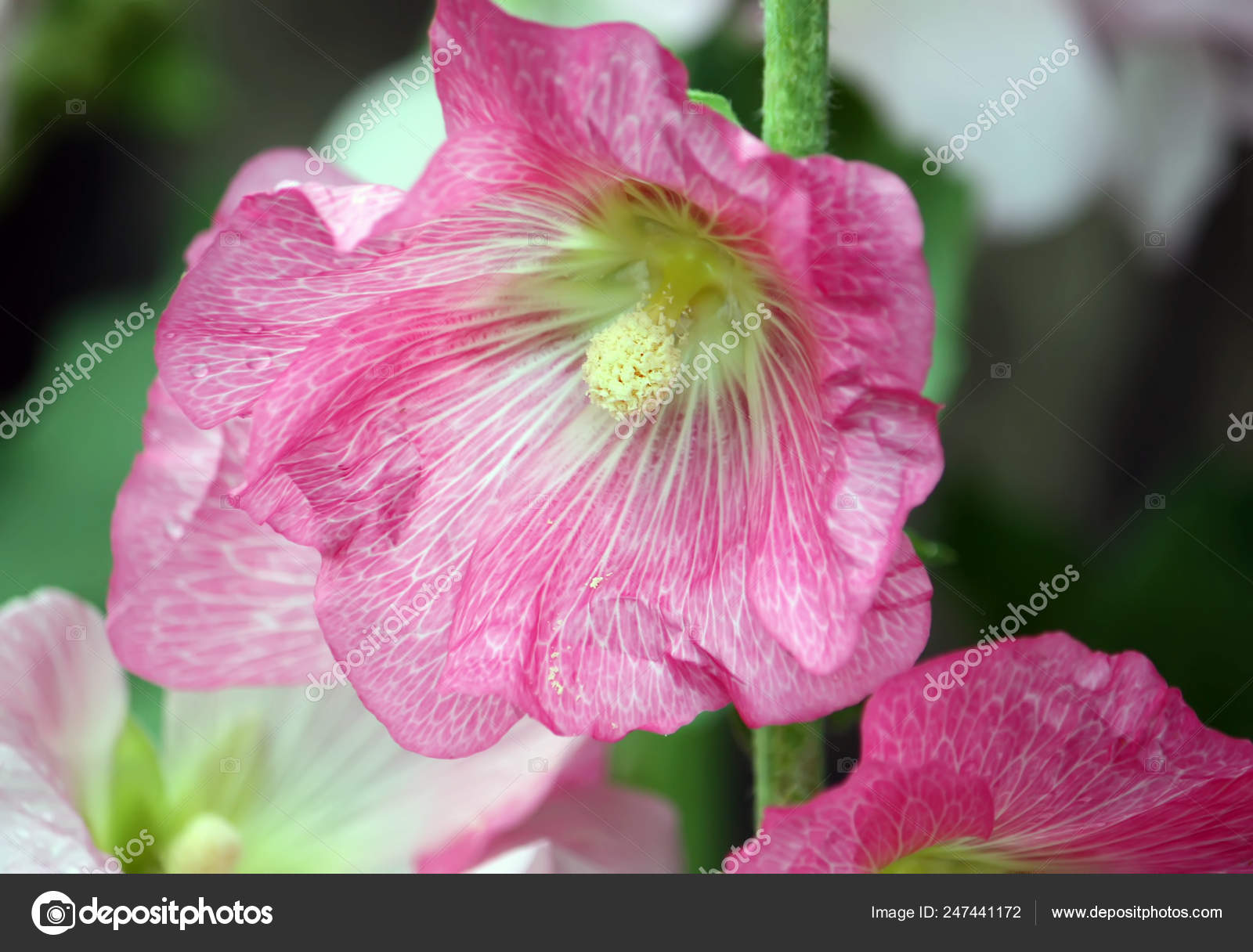 Pink mallow plants — Stock Photo © nightlyviolet 247441172