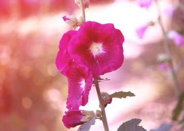 Pembe mallow bitkileri