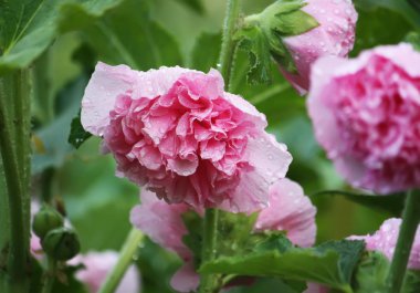 Pembe mallow bitkileri