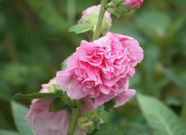 Pembe mallow bitkileri