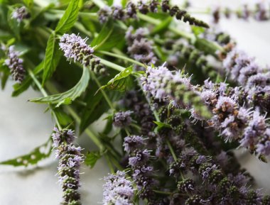 Taze çiçek açan nane bitkileri.