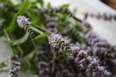 Taze çiçek açan nane bitkileri.