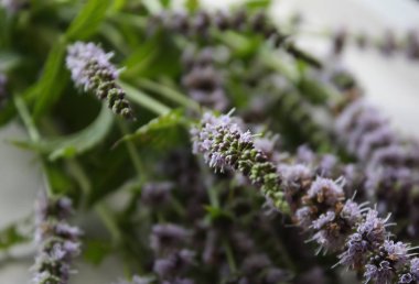 Taze çiçek açan nane bitkileri.