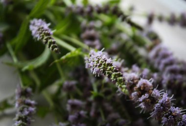 Taze çiçek açan nane bitkileri.