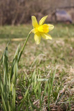 Sarı nergis çiçeği
