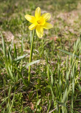 Sarı nergis çiçeği