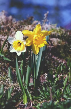 Sarı nergis çiçeği