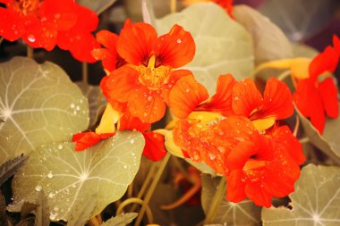 Güzel çiçekleri var..