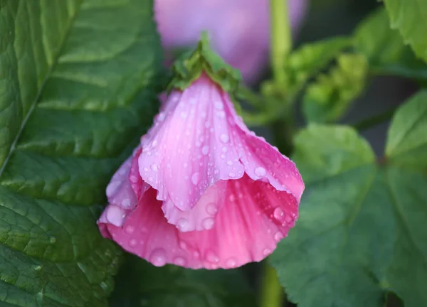 Pembe ebegümeci çiçekler — Stok fotoğraf