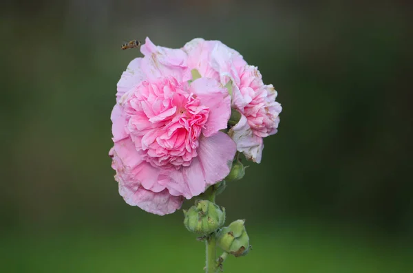 Kwiaty różowe mallow — Zdjęcie stockowe