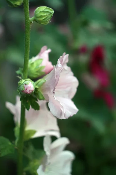 ピンク アオイ科の植物の花 — ストック写真