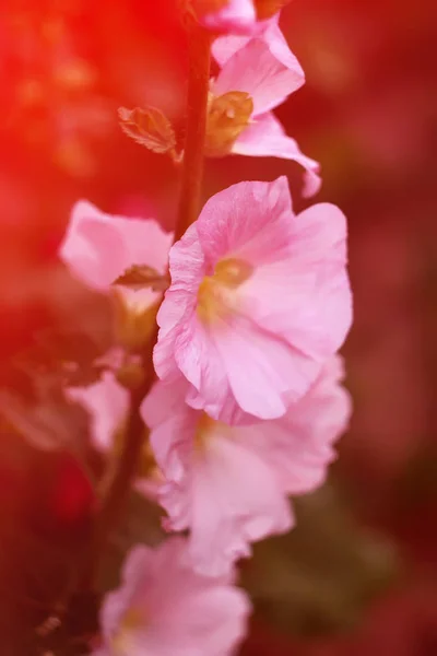 Flores de malva rosa — Foto de Stock