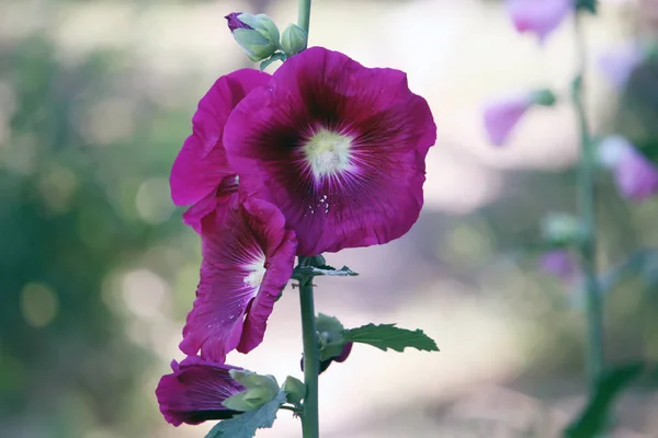 Pembe mallow bitkileri — Stok fotoğraf