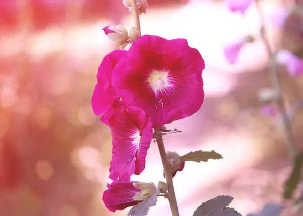 Plantas de malva rosa — Fotografia de Stock