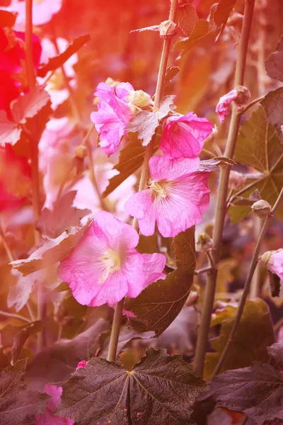 Pink mallow plants — 스톡 사진