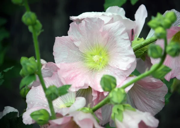 Розовые вилочные растения — стоковое фото