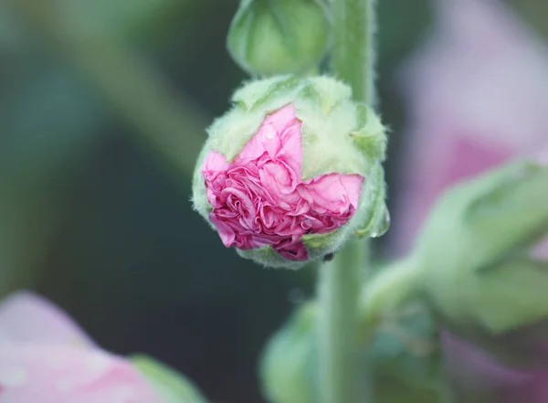 Plantas de malva rosa — Fotografia de Stock