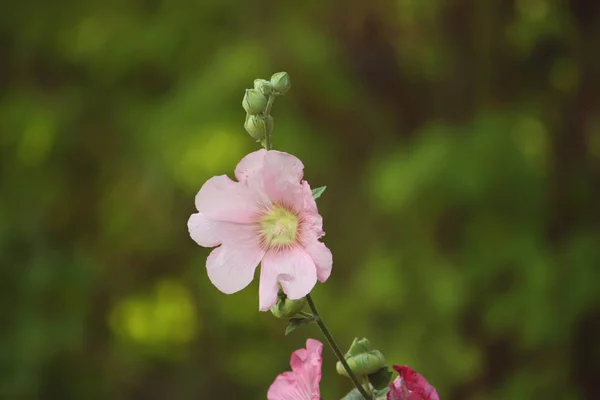 Pink mallow plants — Stock Photo, Image